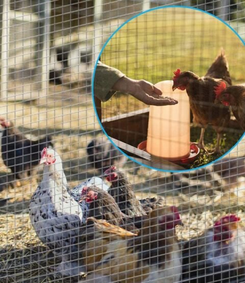 welded wire mesh for rabbit cages