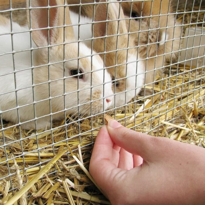 Welded Wire Mesh for Rabbit Cages: Durable Protection for Pets