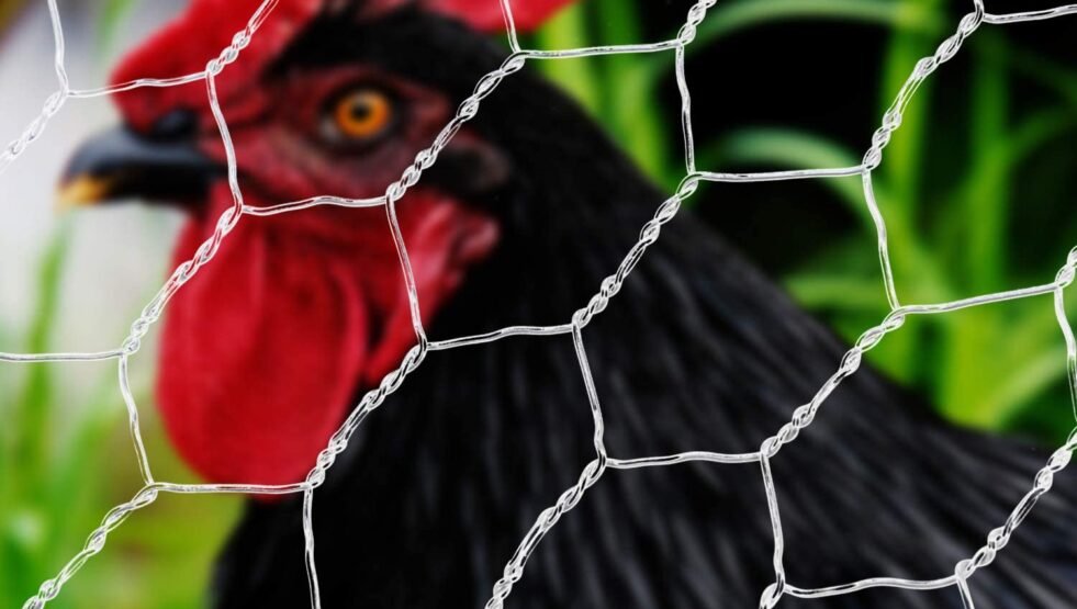 71czQYn6mxL._AC_SL1500_