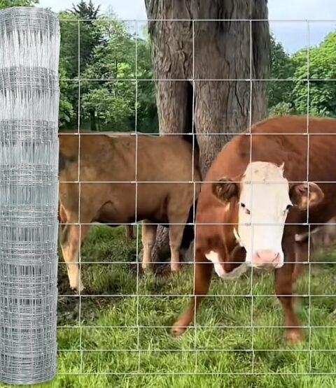 81oyuNUjWWL._SL1500_